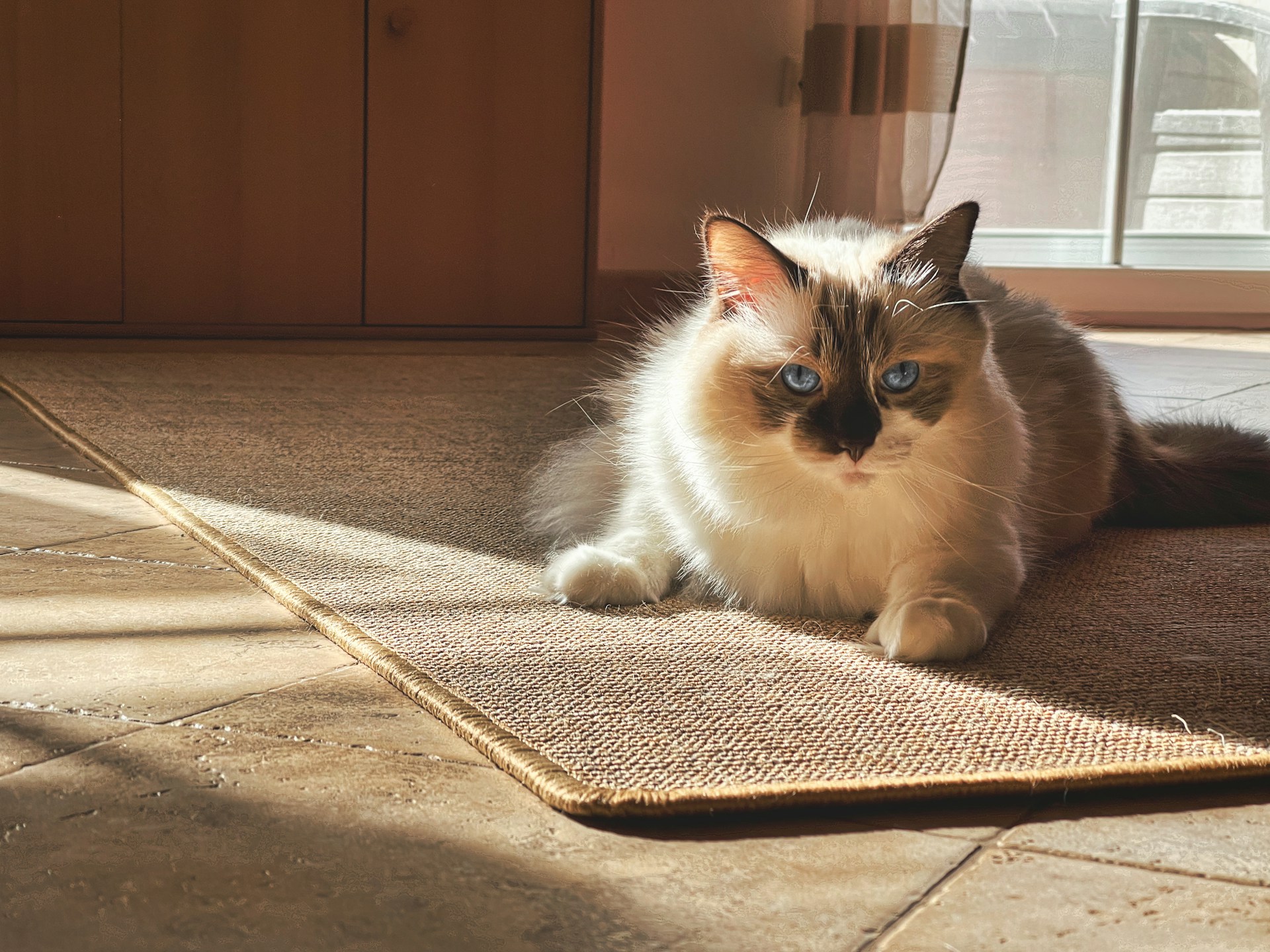Why Pet Urine Odors Return After DIY Cleaning and How to Fix It