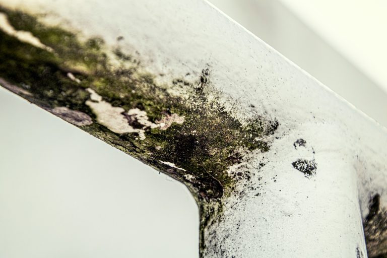 Read more about the article How to Address Hidden Mold When Moving Out of a Property